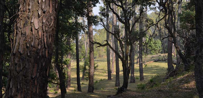 ranikhet
